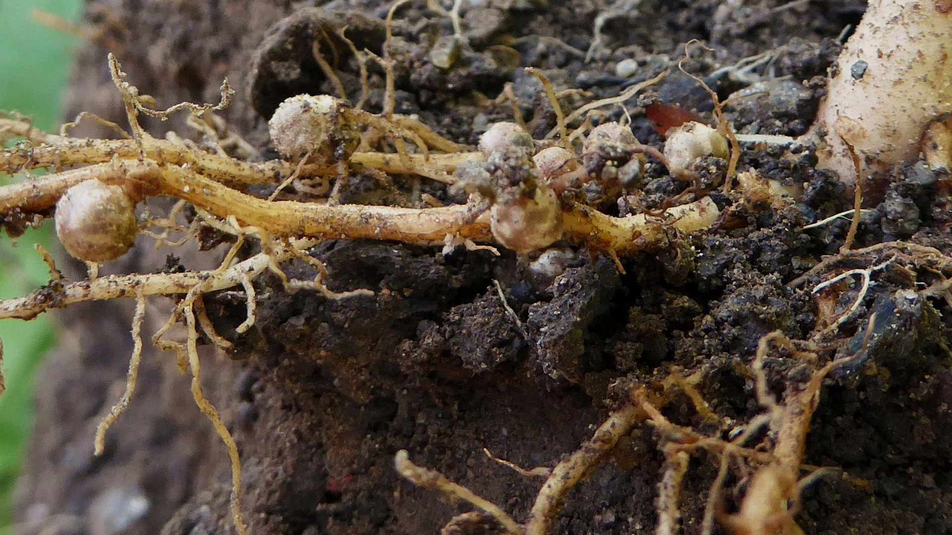 Die Wurzeln mit Knöllchenbakterien, binden für das Pflanzenwachstum wichtigen Stickstoff aus der Luft und tragen so zur Bodenfruchtbarkeit bei (Bild: BAFU/Stefan Rüegg).