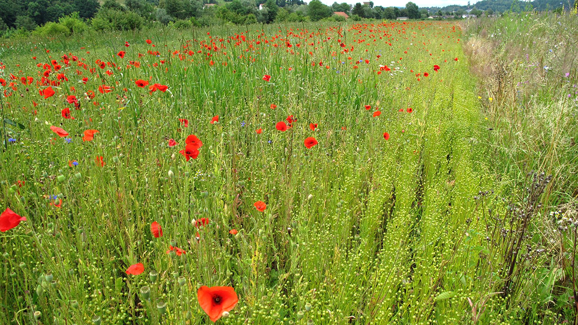 Blühstreifen Mohn Biolandwirtschaft zur Biodiversitätsförderung