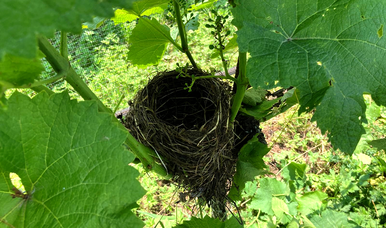 Die Jungvögel sind bereits ausgeflogen: Ein Vogelnest in den Rebben, welches vor dem Anbringen der Vogelschutzanlagen gebaut wurde (Bild: «Bern ist Bio»/Marianna Wick).